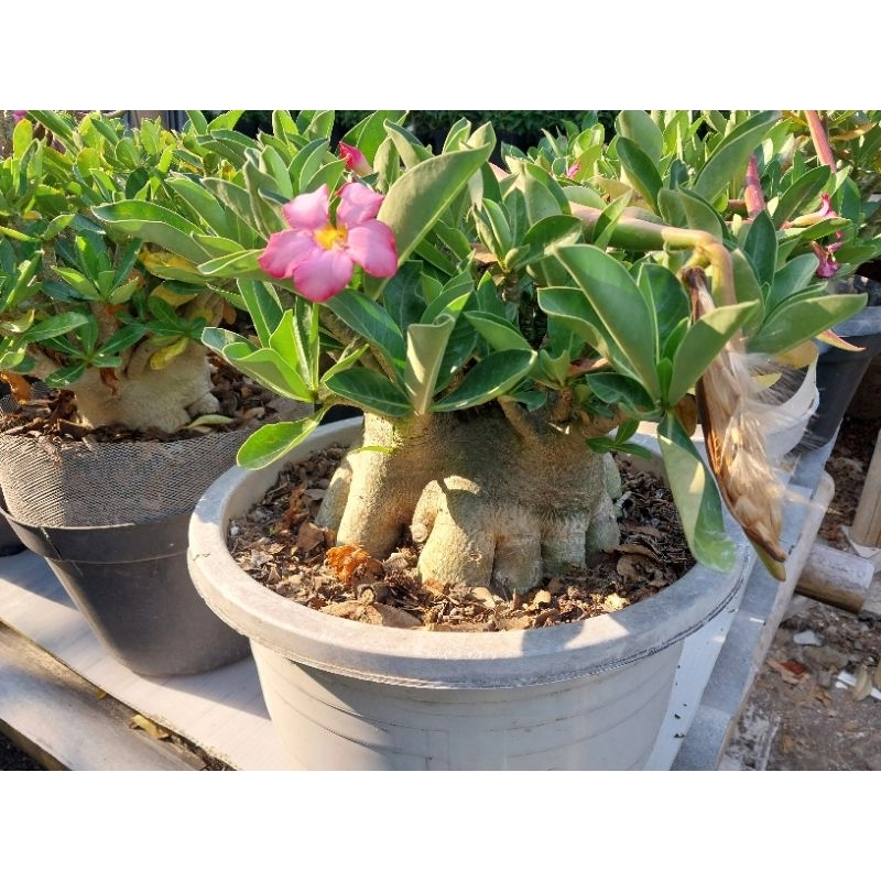Benih Biji Seed Adenium Arabicum WKL F2 dari induk impor.