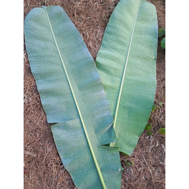 

daun pisang per lembar