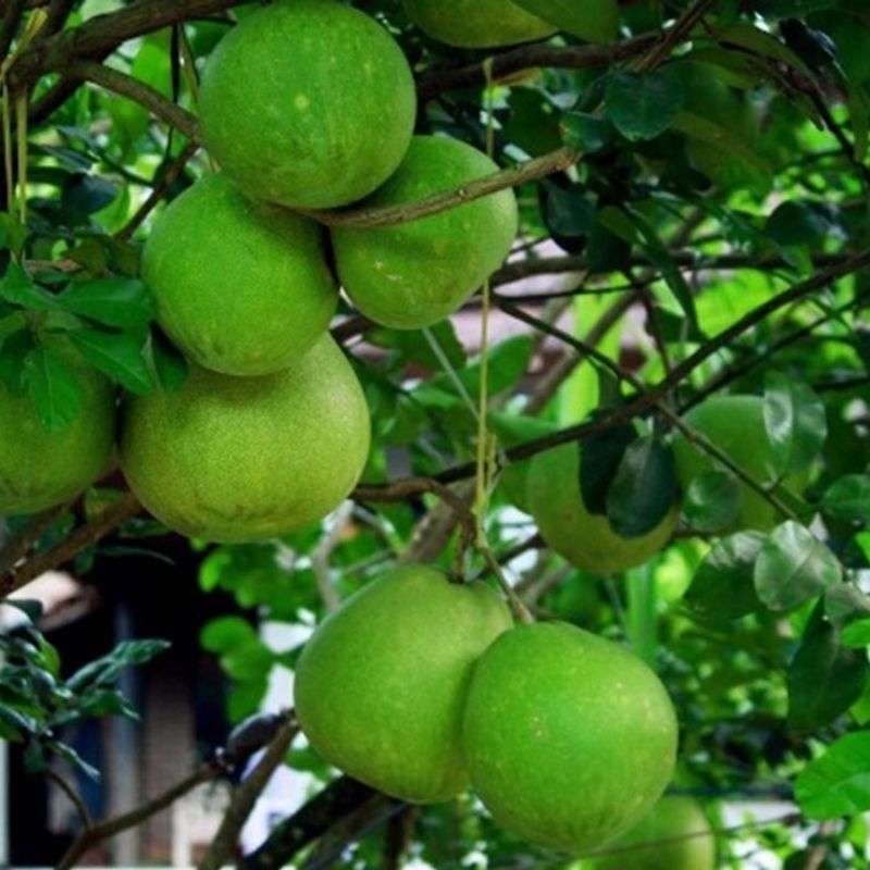 bibit jeruk Bali super jumbo