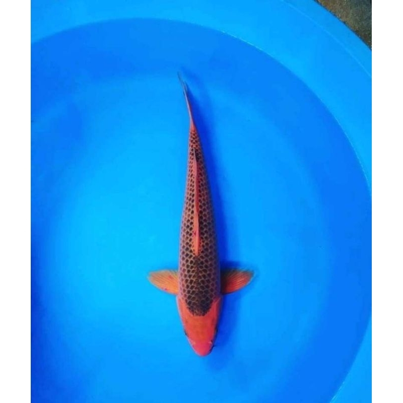 koi aka matsuba size 15-17cm berkualitas