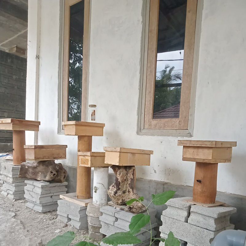 lebah trigona clypearis super/pantat kuning-topingan asli Lombok ory kayu & bambu