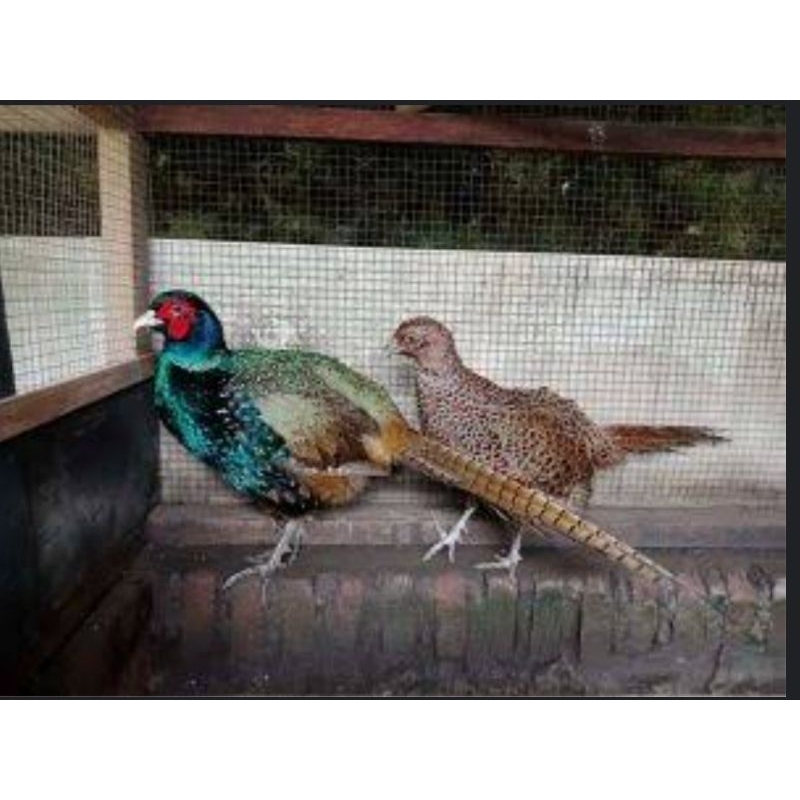 

telur ayam hias righnek pheasant