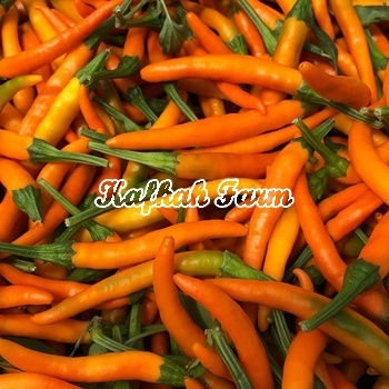 Benih 5 Biji PEPPER Orange Cayenne