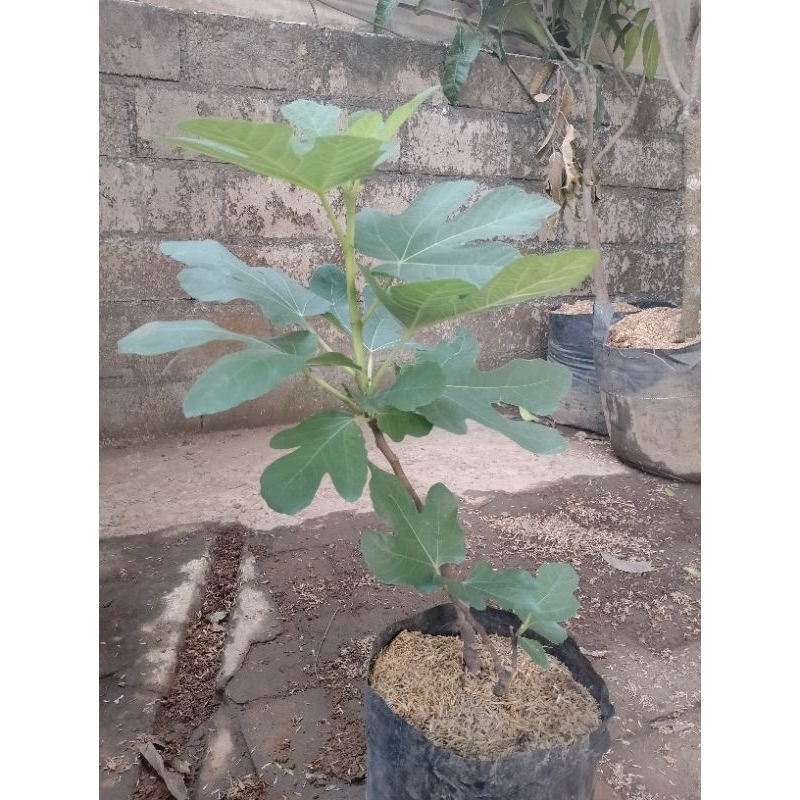 Buah Tin - Tin - Bibit tanaman buah tin (Bandar florist)