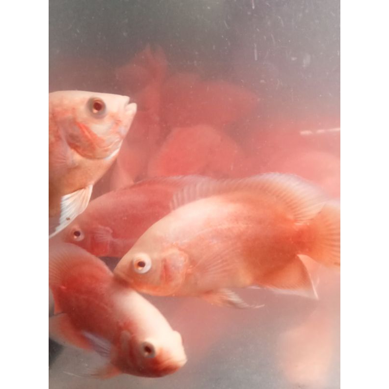 ikan hias Oscar Paris albino