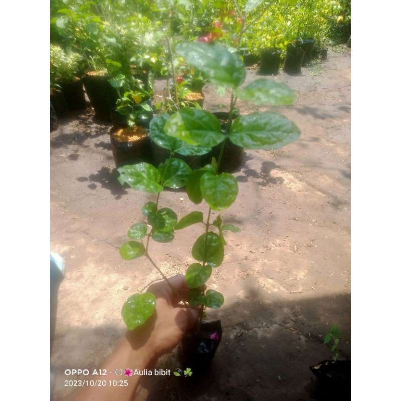Melati bunga tumpuk ( melati telur )