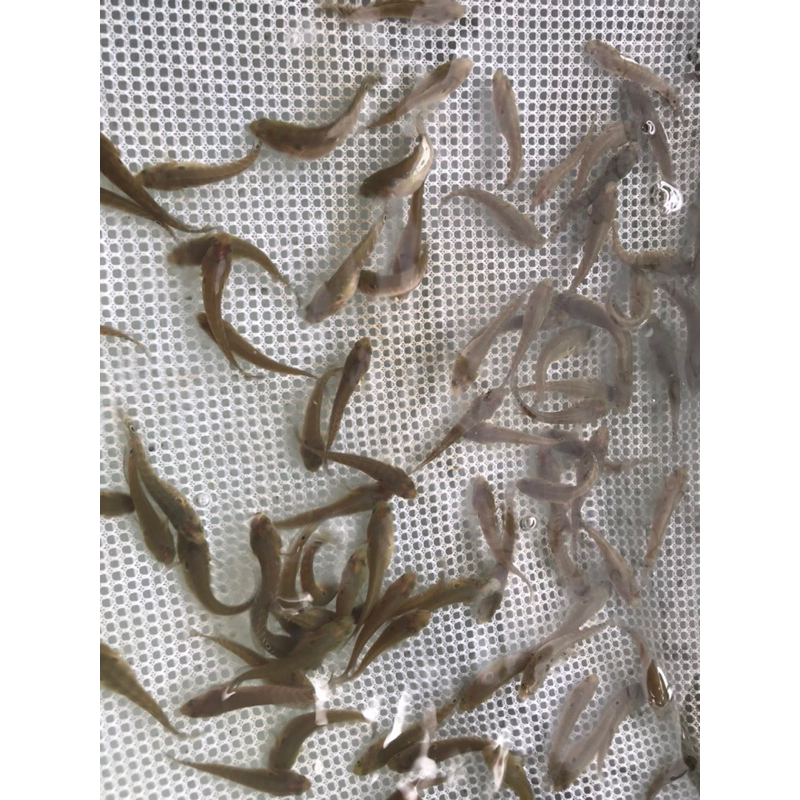 chana asiatica ws ukur 3-4cm