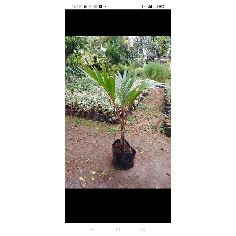palem botol 70cm bibit palem botol