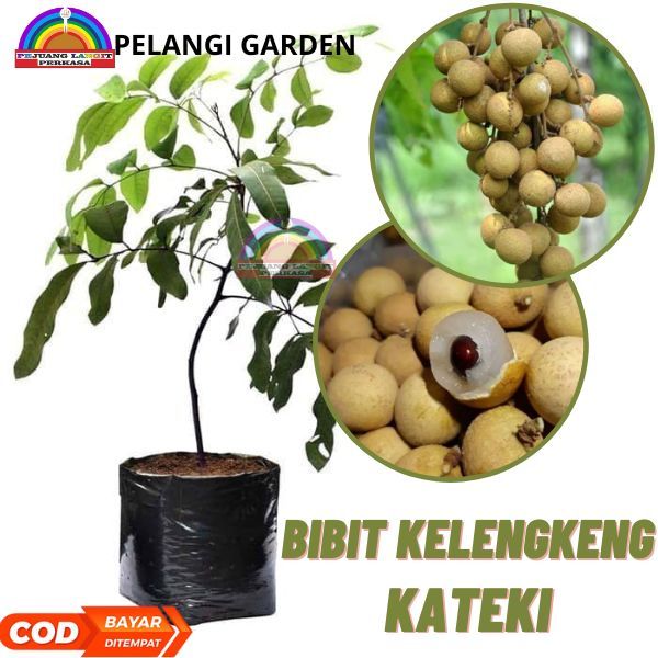 Bibit Kelengkeng Kateki Berbuah, Bibit Kelengkeng Kateki Berkualitas