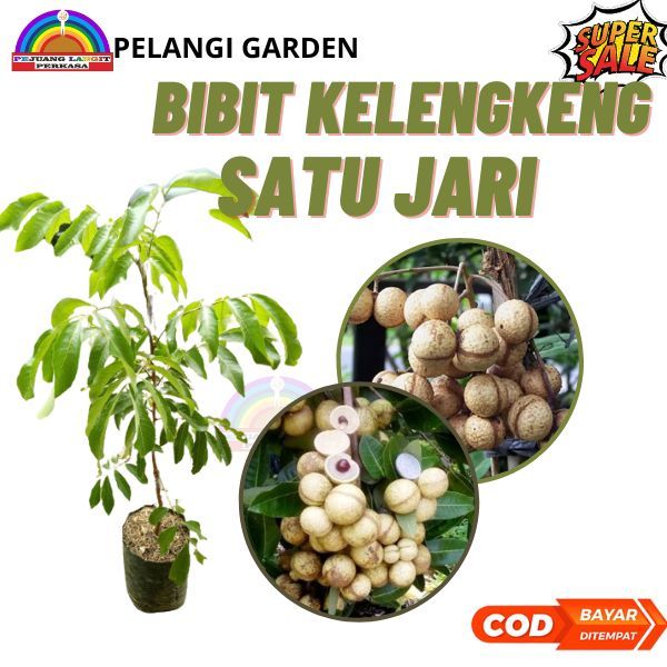 Bibit Kelengkeng Satu Jari Berbuah, Bibit Kelengkeng Unggul, Bibit Kelengkeng Satu Jari Manis