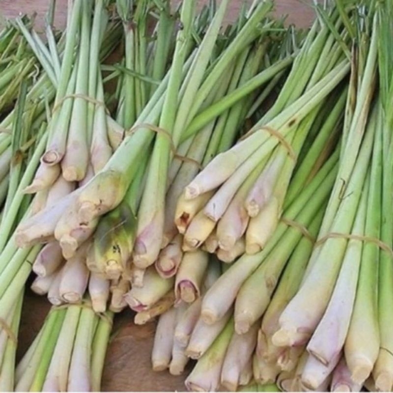 

sereh serai rempah segar untuk bumbu masak dan minuman 1 ikat isi 10 pcs
