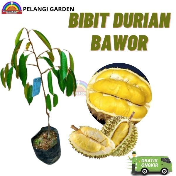 Bibit Durian Bawor, Bibit Durian Bawor Cepat Berbuah, Bibit Durian Bawor Unggul