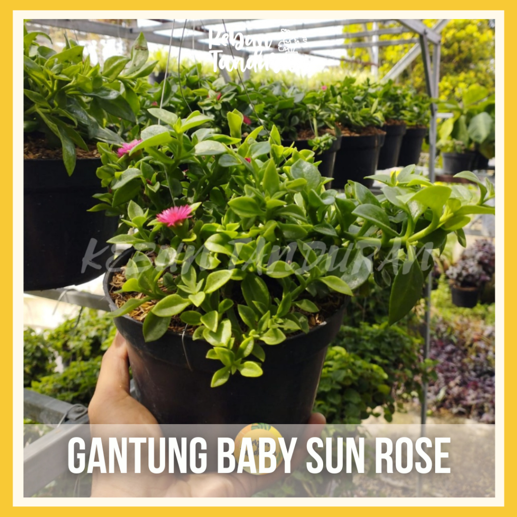 Tanaman Hias Gantung Baby Sun Rose Bunga merah / Bunga Taman Hidup