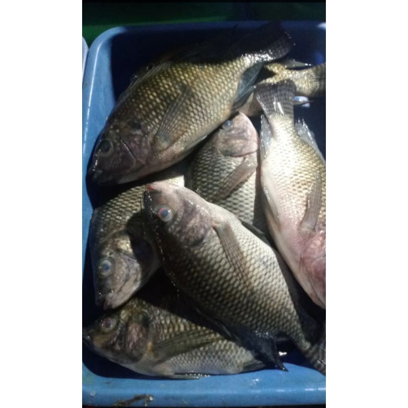 

Ikan Mujaer