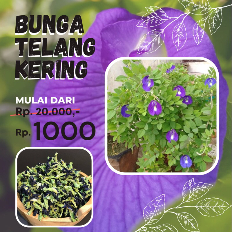 

BUNGA TELANG UNGU KERING ORGANIK ALAMI NON PESTISIDA 50 GRAM