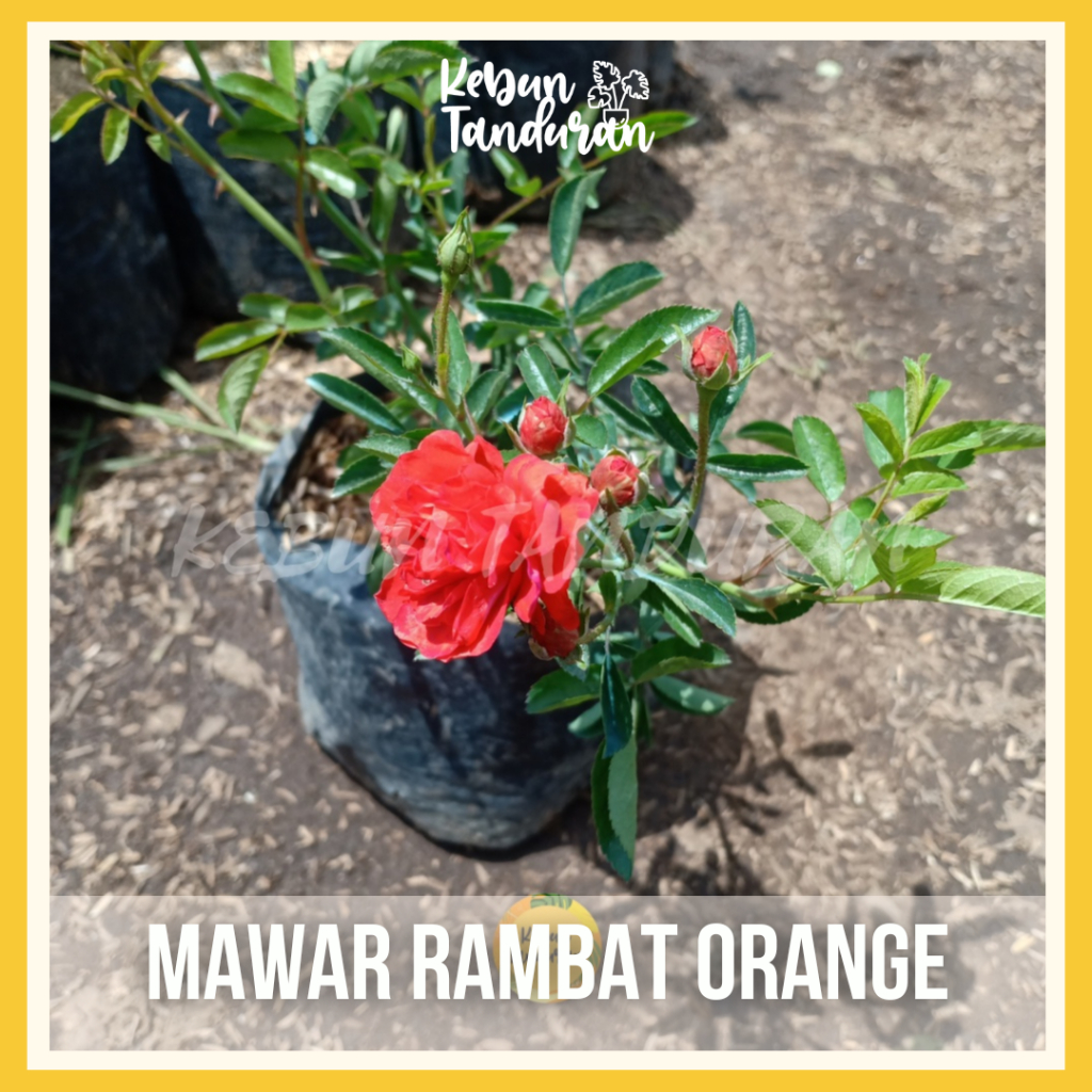 Mawar Rambat Indukan Besar Climbing Rose Aneka Warna