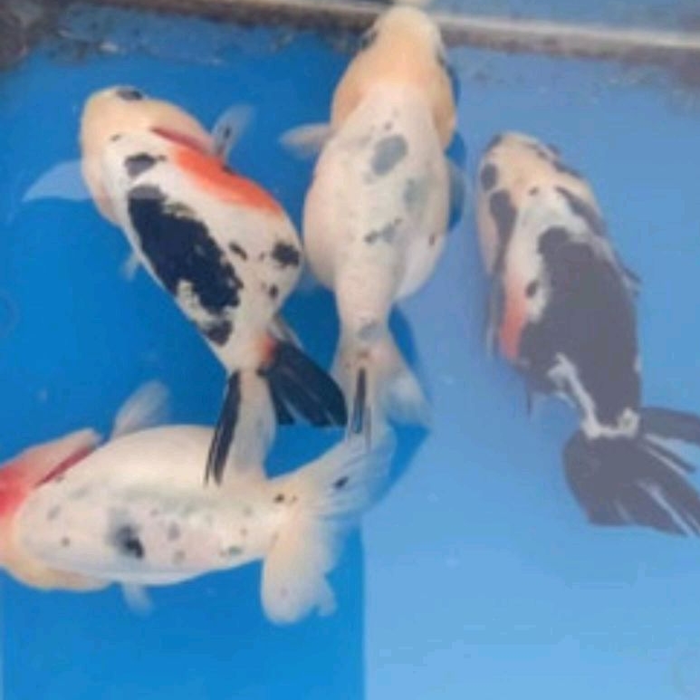 

packing gratis koki ranchu sapi ranchu black white berkualitas