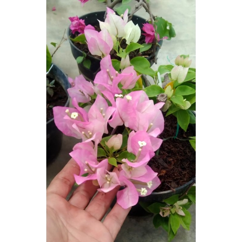 Tanaman Outdoor Bougenvile Ice Cream Sakura White Pink