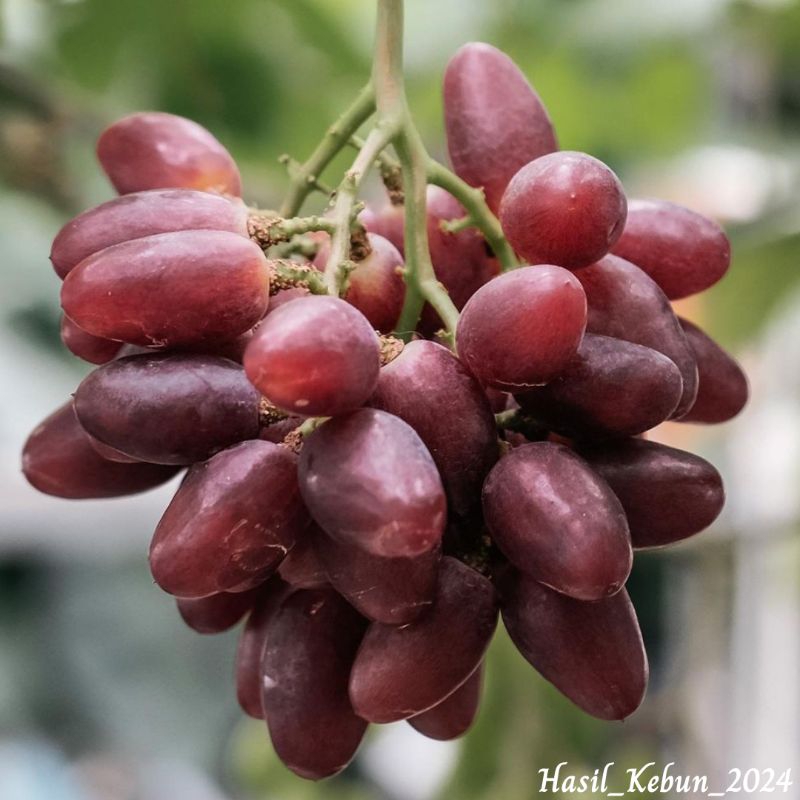 Bibit Anggur Import Taldun // Bibit Anggur Taldun Khualitas Super