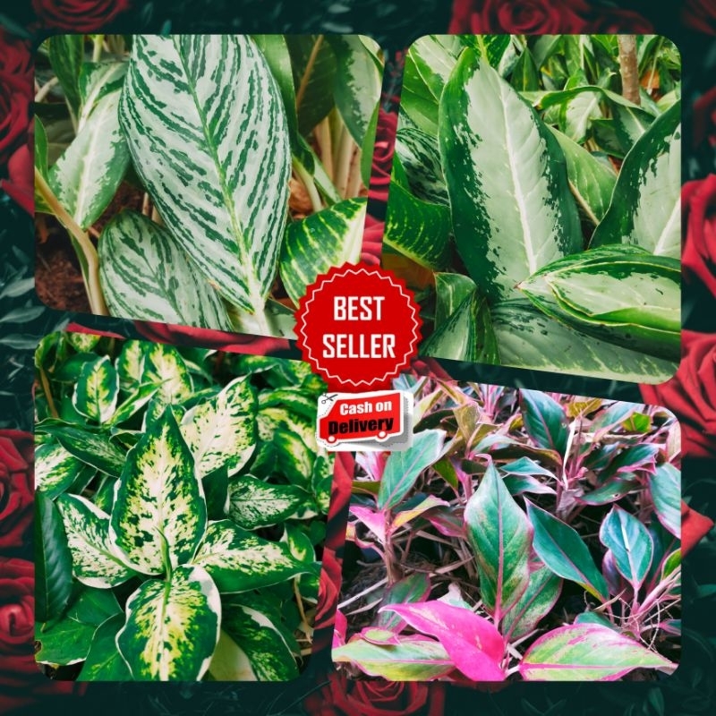 BISA COD paket 4 jenis tanaman balancia dan aglonema aglonema lipstik,zebra,silver queen,sparkel