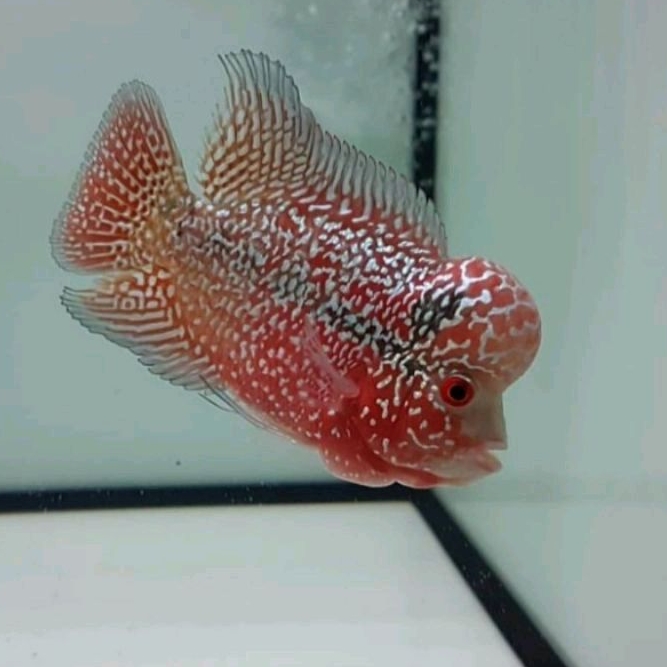 

hiasan kamfa f3 import super grade berkualitas