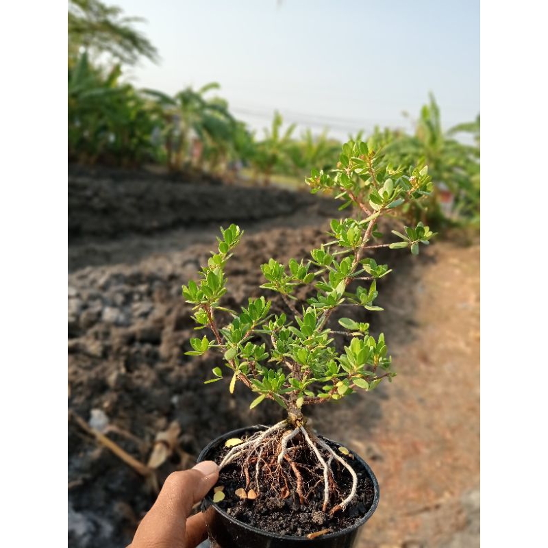 QA-5, SANTIGI KARANG VARIAN DAUN MAWAR ORIGINAL SEMAI BIJI