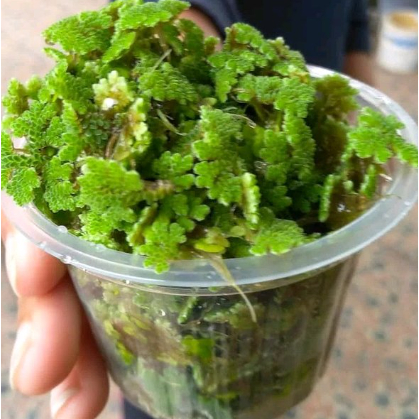 TERBAIK ⚡ Bibit Azolla Azola Microphyla Pinnata Pakan Ikan 100 gram / makanan hewan air  Bibit Azoll