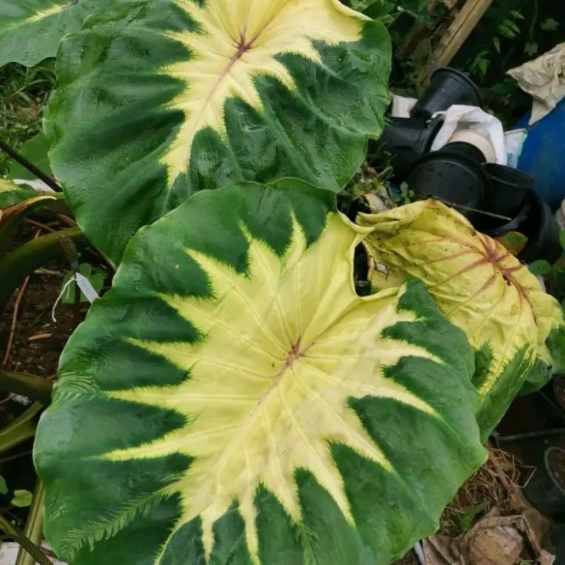 Tanaman hias Colocasia white lava hybrid
