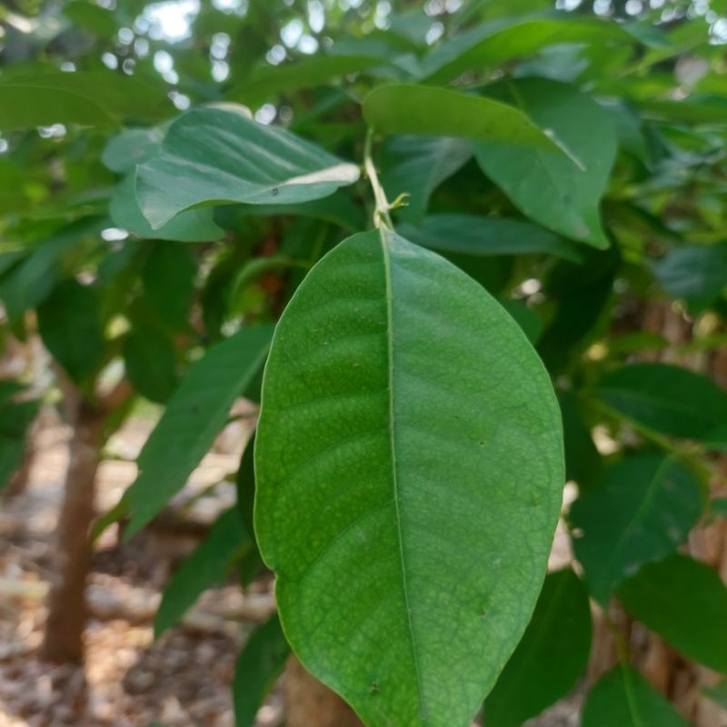 

Daun Salam Bumbu Masak per 20 lembar