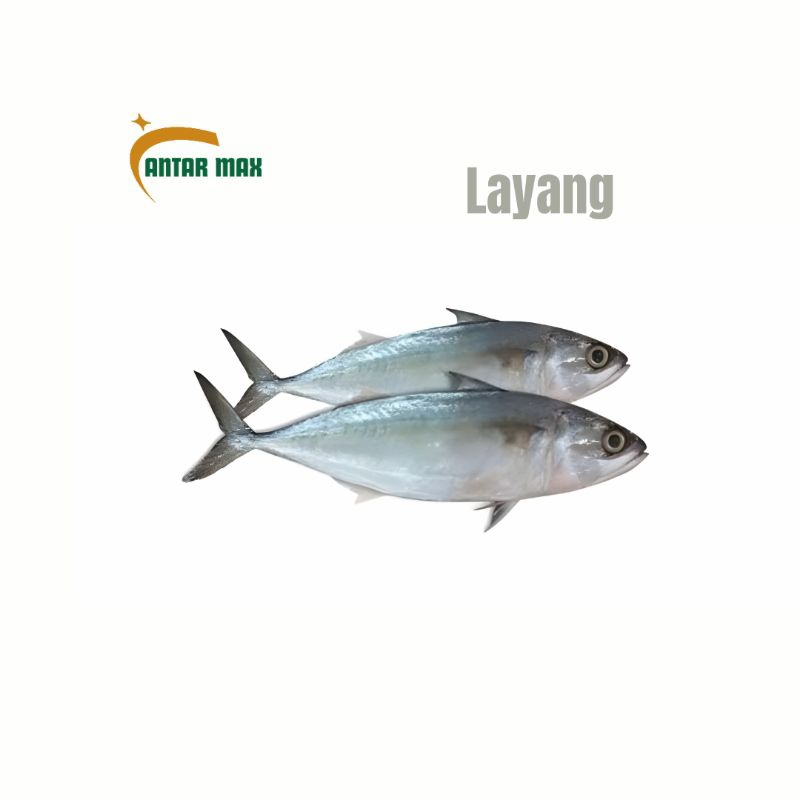 

Ikan layang Sedang