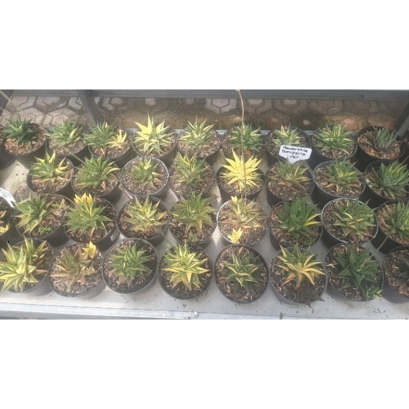 haworthia limifolia variegata