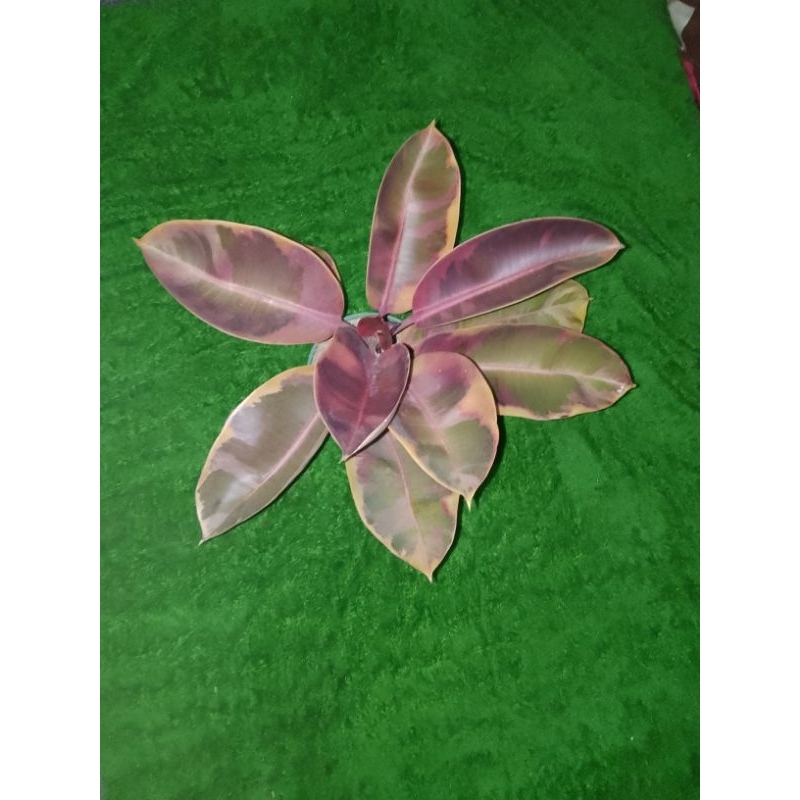 ficus ruby pink