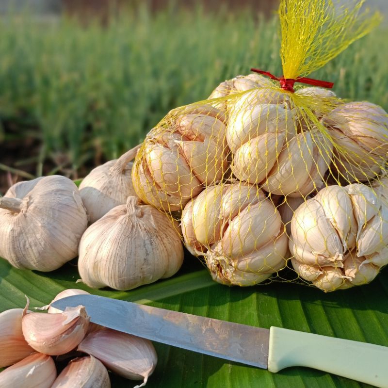 

bawang putih sinco 1kg bersih kering termurah