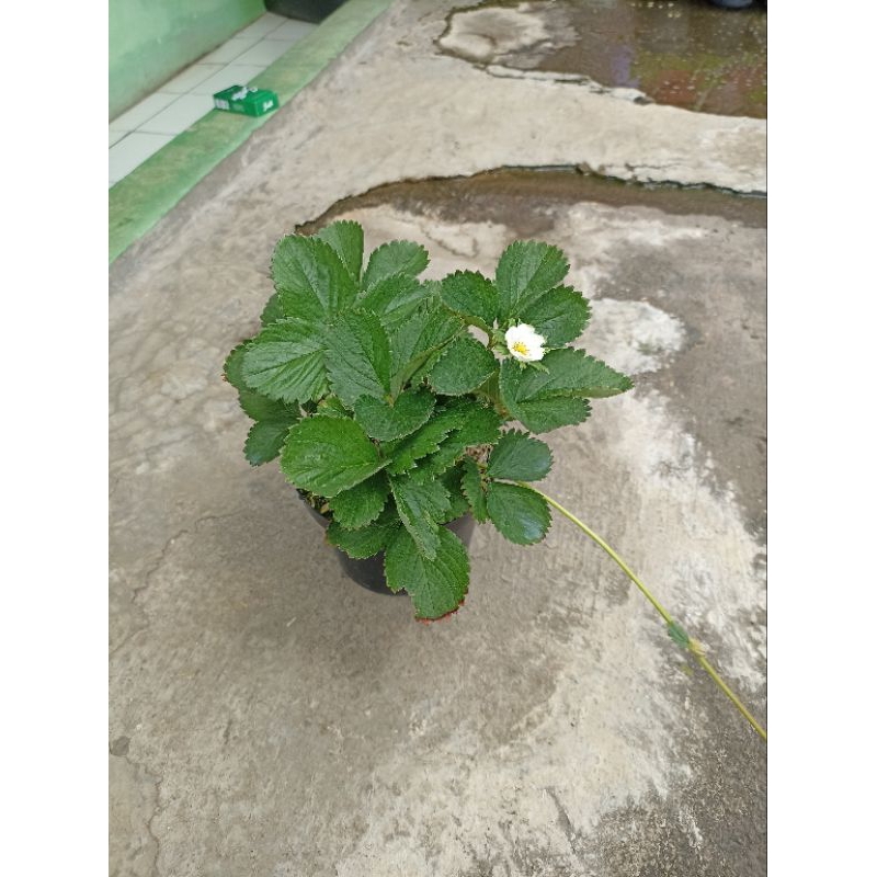Tanaman buah, Strawberry callifornia, bibit buah strawberry