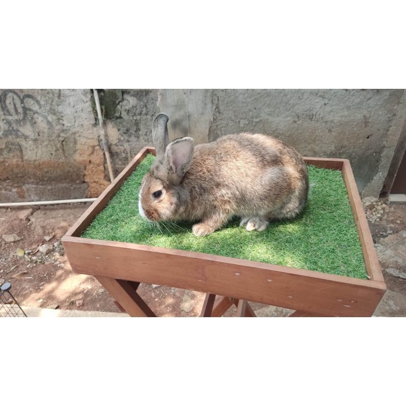 indukan kelinci lokal siap kawin