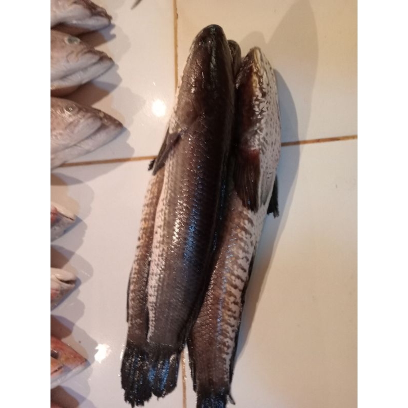 

ikan gabus mati fresh 1 ekor berat 500-600gr
