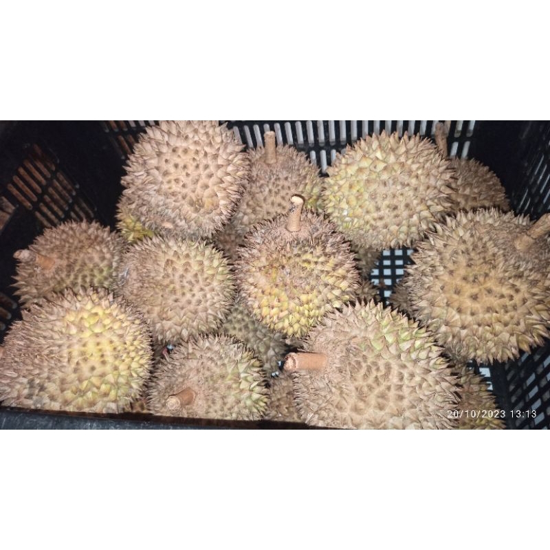 

Durian premium senduro