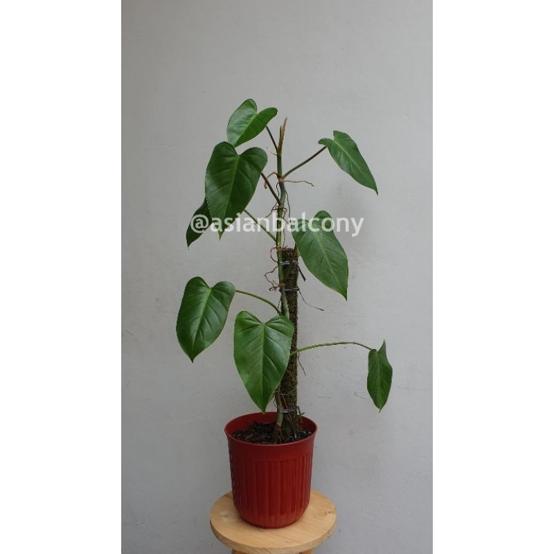 Philodendron Erubescens | Tanaman hias aroid di pot