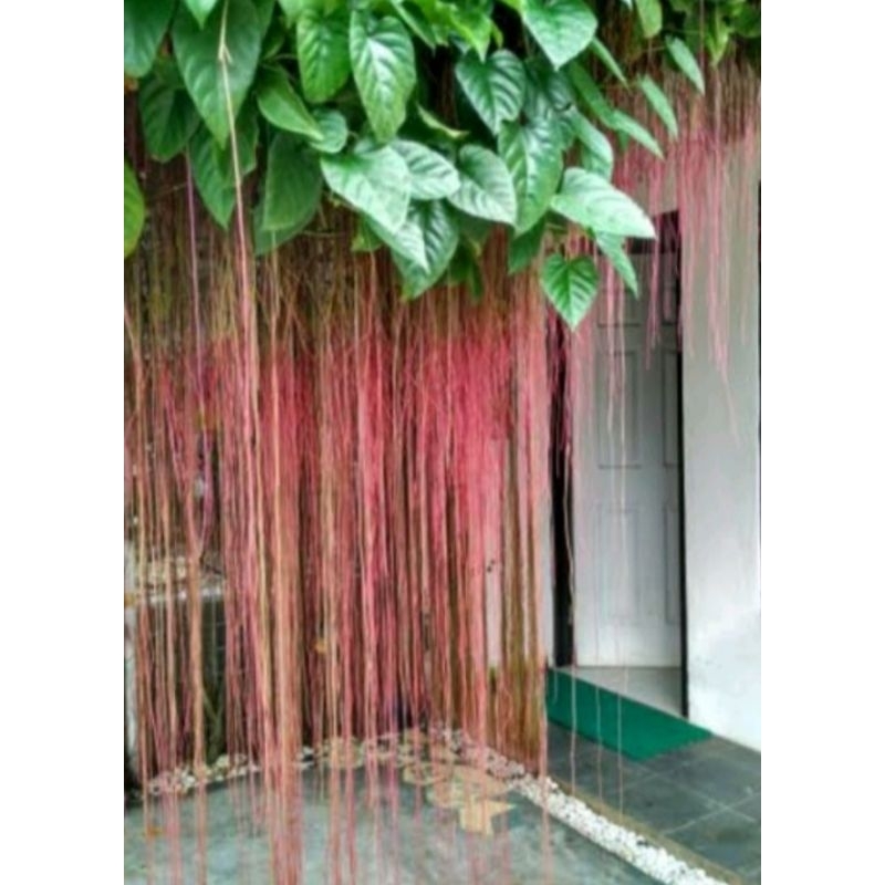 tanaman hias CURTAIN akar gantung akar merah