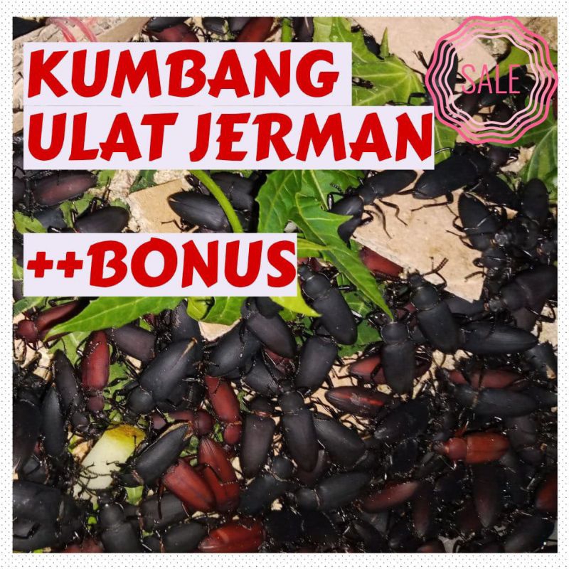 MURAH+BONUS 50 EKOR KUMBANG/KEPIK ULAT JERMAN TERBAIK DAN BERKUALITAS