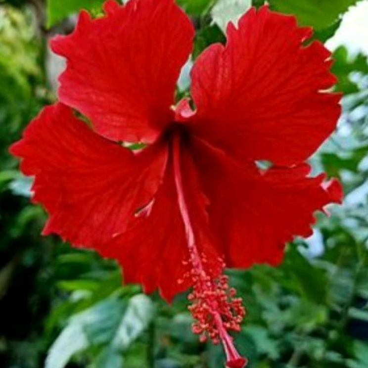 

15 kelopak bunga sepatu merah untuk pakan kura-kura.