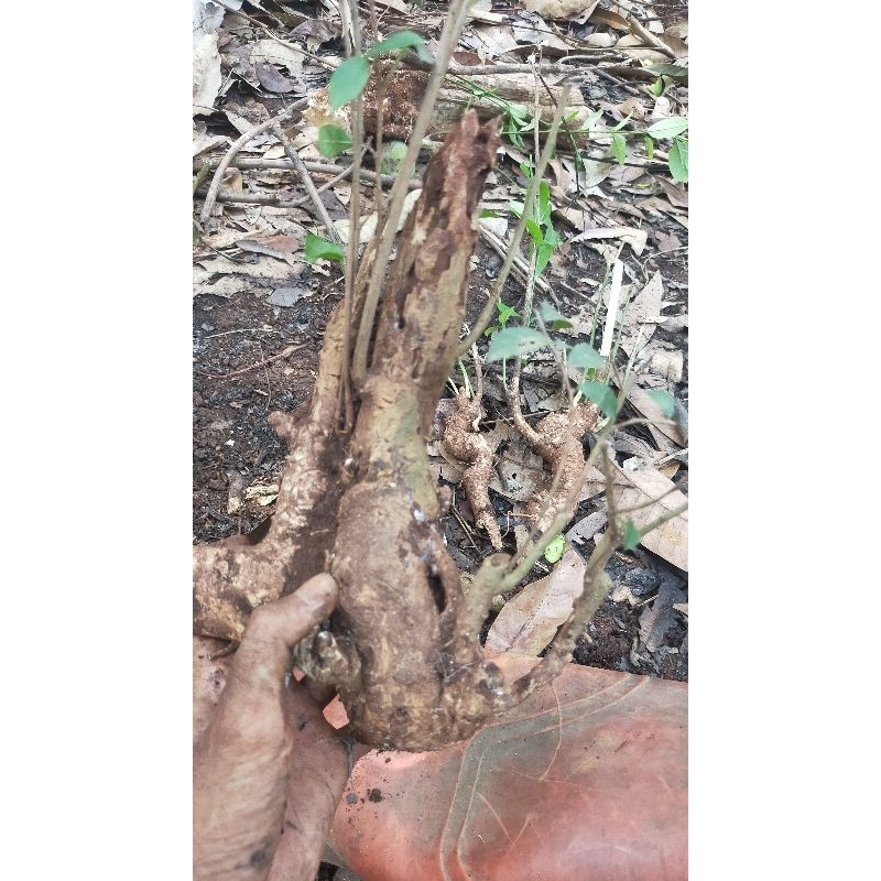 dongkel serut, bahan bonsai