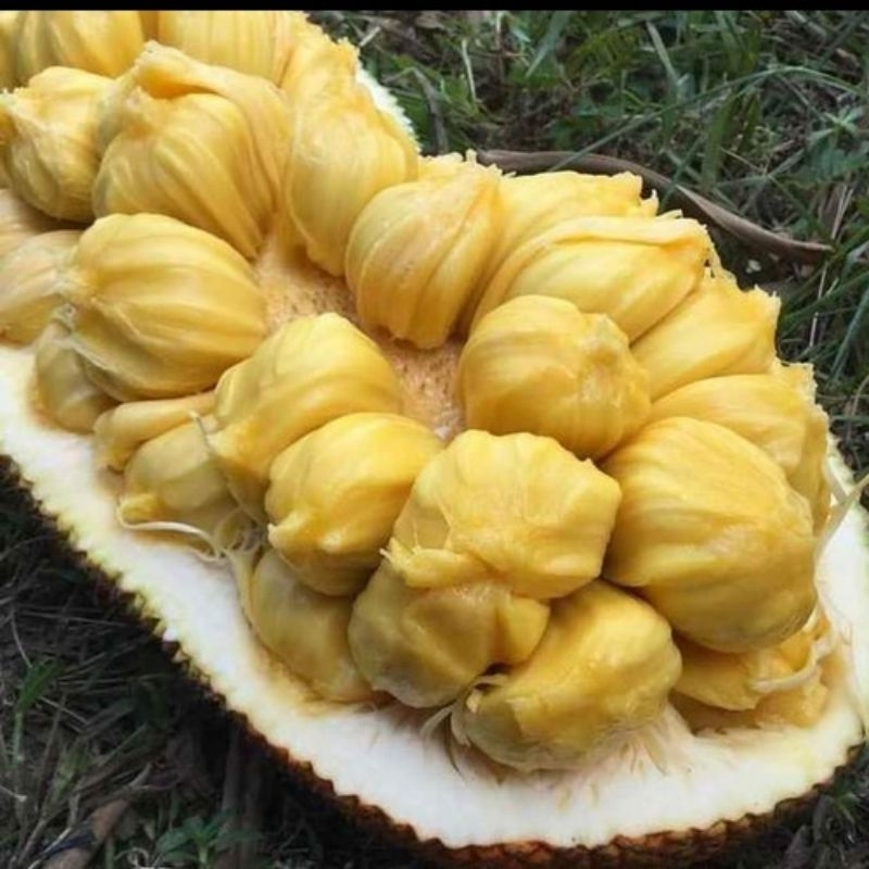 BIBIT CEMPEDAK