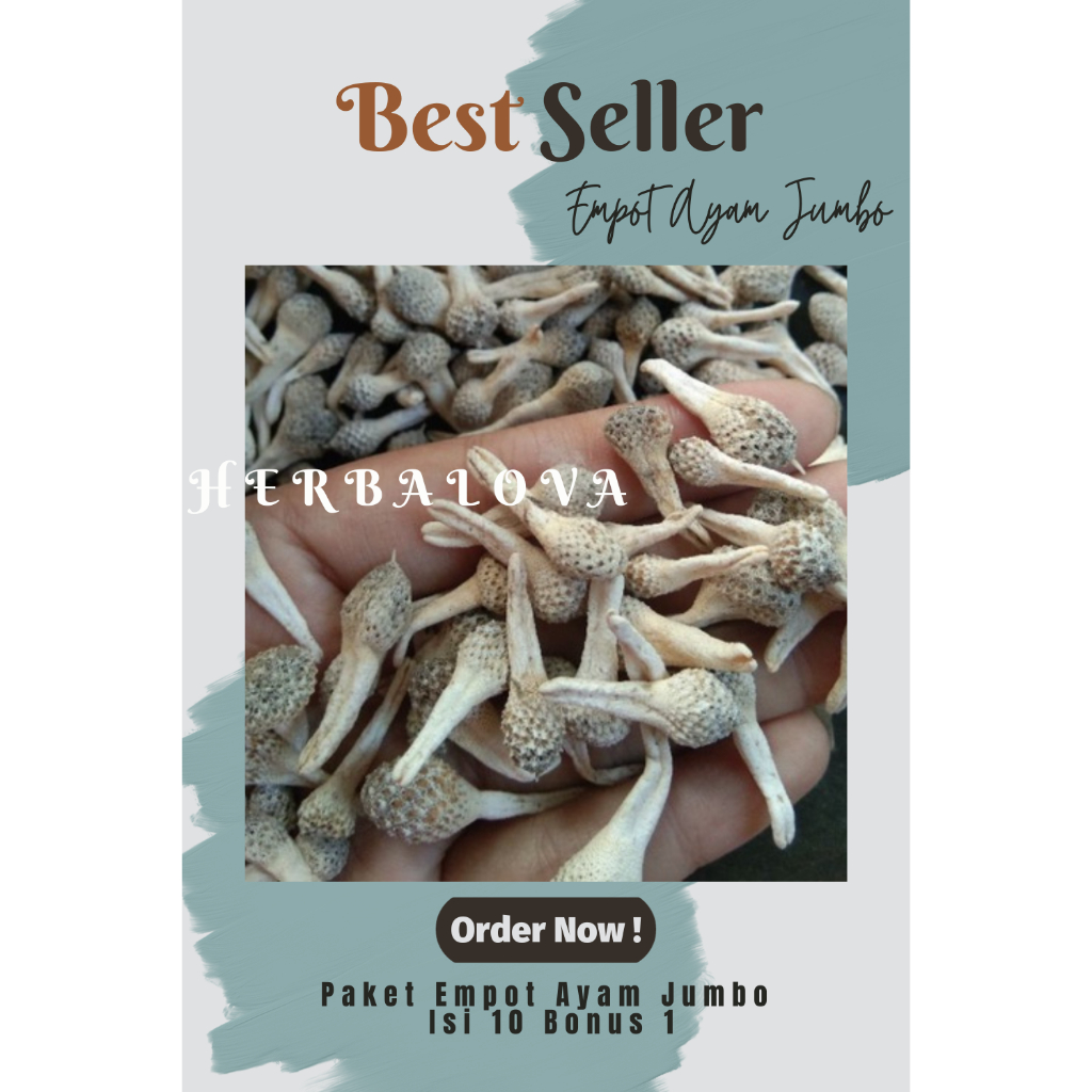

Paket Empot Ayam Jumbo Isi 10 + 1 Murah
