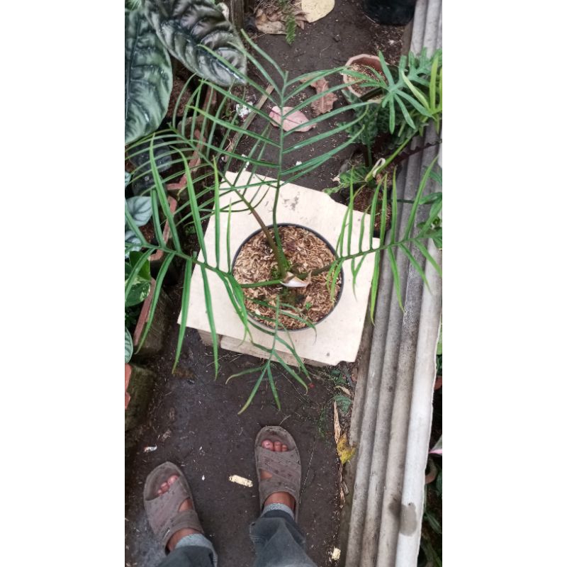 philodenron tortum