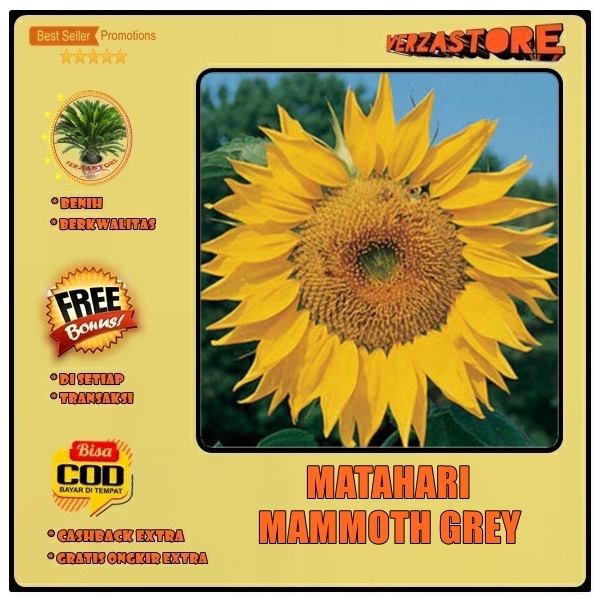 biji benih bunga matahari mammoth grey /10 biji