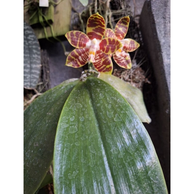 Phalaenopsis Amboinensis