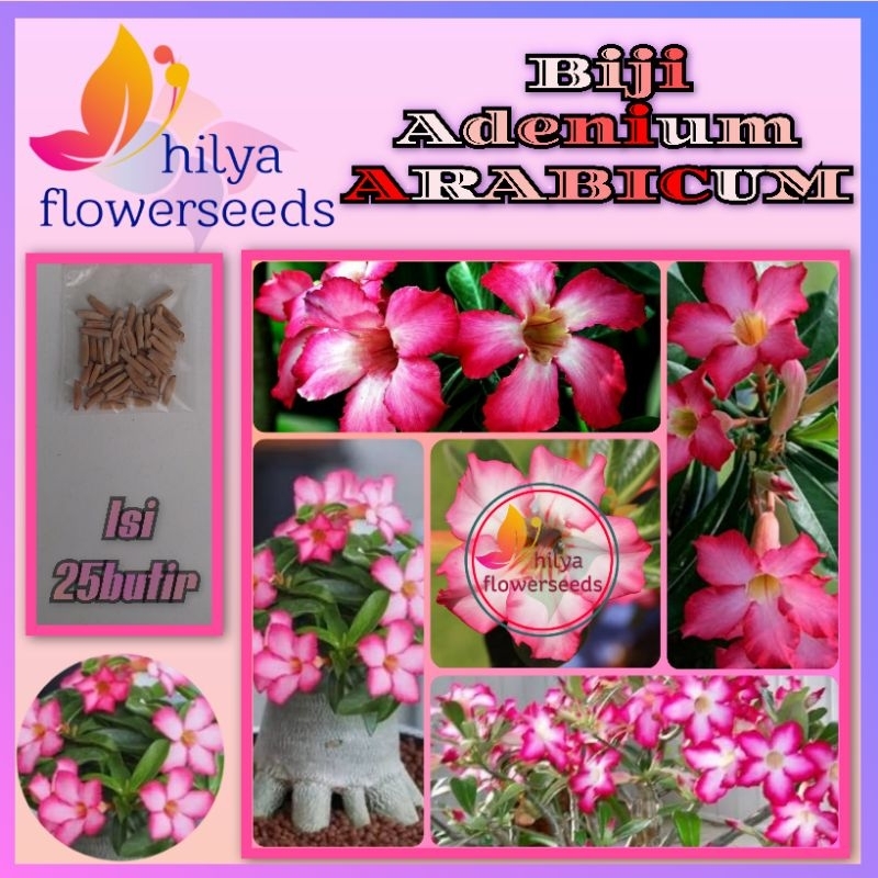 Biji Adenium ARABICUM (mix)