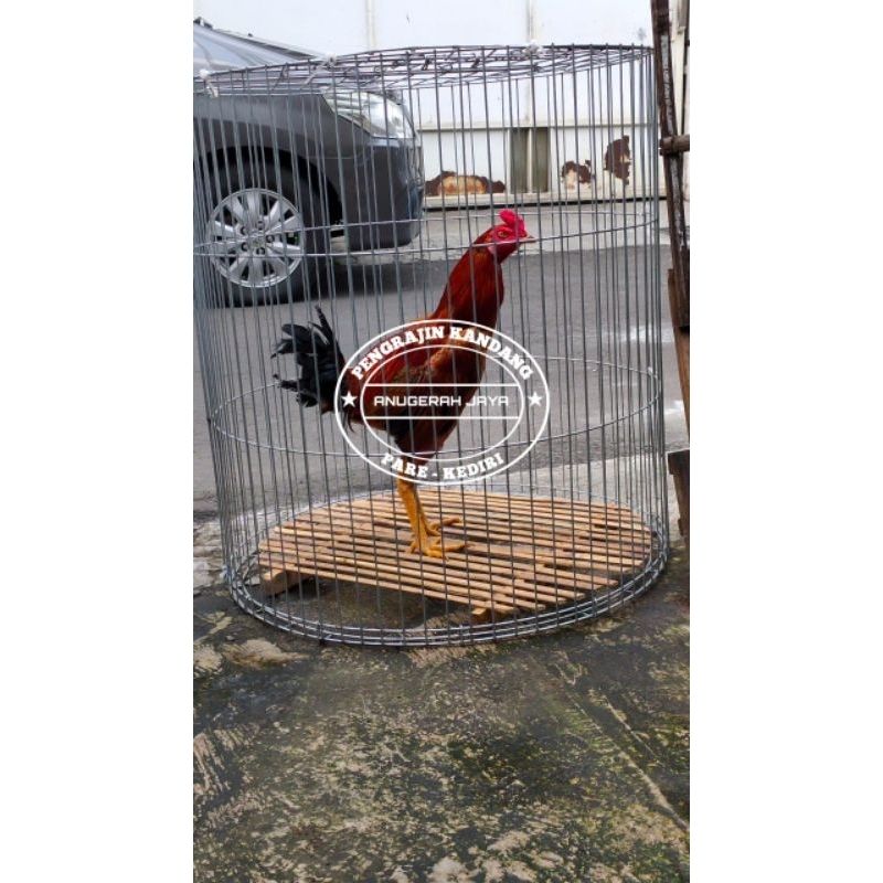 KANDANG GALVANIS BULAT DIAMETER 70 CM TINGGI 75 CM SONGKOK KURUNGAN AYAM