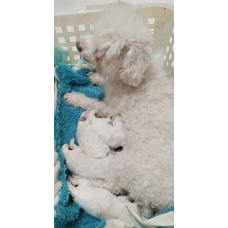 Bichon Frise Harga promoo